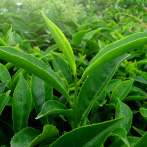 Green Teafy - funziona - composizione - come si usa - ingredienti